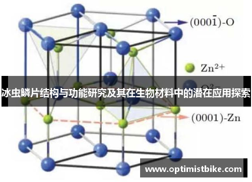 冰虫鳞片结构与功能研究及其在生物材料中的潜在应用探索
